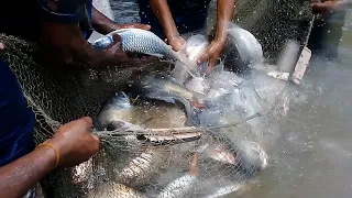 katla fish fishing from pond | Big Fish hunting | Net fishing video