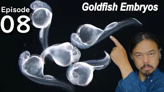 Goldfish EvoDevo Episode 08: Overview of Embryonic Development