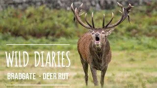 Bradgate Park -Deer rut (purley deer no talking)