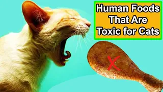7 Human Foods that are Toxic for Cats