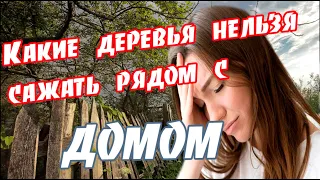 ➤ Какие деревья нельзя сажать рядом с домом ➤ Нельзя садить возле дома ➤ Вредные деревья ➤