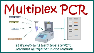 Multiplex PCR