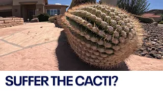 Extreme heat takes toll on Arizona cacti