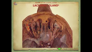 Anatomy: Lacrimal System