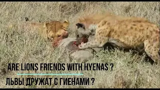 Львица и Гиена , жертва Бородавочник / Lioness and Hyena, the victim is a Warthog