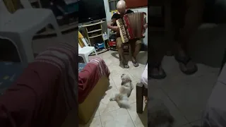 MEU TIO CÉLIO DE ITANHOMI-MG TOCANDO SANFONA