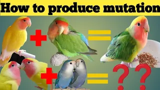how to produce Rosy Lovebird mutation?(Green  Rosy + Lutino)में कौन सा colour पाया जाता है?#lovebird