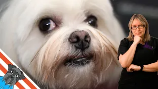Grooming a Maltese | It was a Cute Dog Transformation