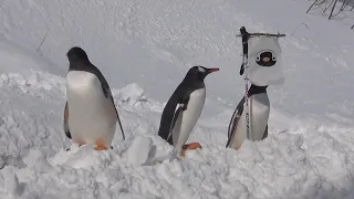 おたる水族館　新コースでペンギンの雪中散歩