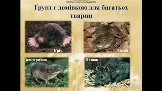 Природознавство (4 клас). Ґрунти України, їх стан та охорона