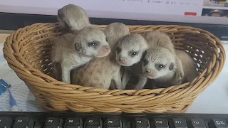 Baby meerkat finally woke up