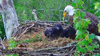 Little Miami Conservancy Bald Eagle 04.05.2024 11:54