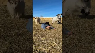 Pretending to faint in front of my cows!