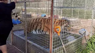 Хоспис "Дом Тигра" тигр Астон даёт представление в бассейне!
