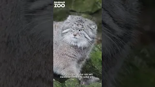 Feeding our Pallas Cats