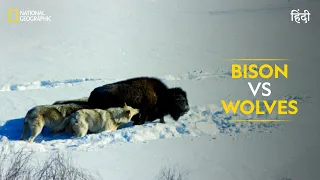 Bison vs Wolves | Hostile Planet | National Geographic