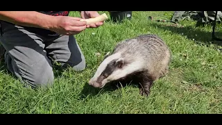 Badger Banana time