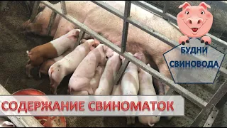 Отлучка поросят без стрессов и диарей//профилактика глистов у свиноматок