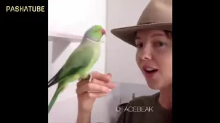 Cute Parrots Videos Compilation, cute moment of the animals; Soo Cute 13