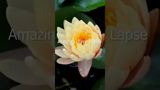 Beautiful Blooming Coral Color Flower Time Lapse #shorts 😱🐌💮🌾🌵