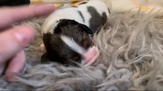 Blue Merle Tricolor Cavalier Puppy Six Days Old - Lilac