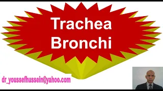 Trachea - Cervical part - Thoracic part -  Tracheostomy - Bronchi - Segmental branches