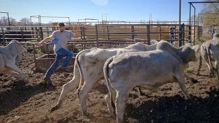 This Brahma Cow Almost Ended My Day