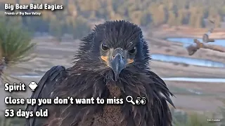 Big Bear🦅Spirit🐥Close Up You Don't Want To Miss👀53 days Old😊2022-04-25
