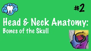 Head & Neck Anatomy | Bones of the Skull | INBDE