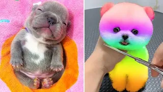 Tik Tok Chó Phốc Sóc Mini 😍 Funny and Cute Pomeranian #200