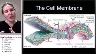 Cell membrane 1- Intro