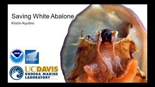 NOAA Species Spotlight: Saving the Endangered White Abalone