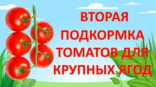 20 КГ ПОМИДОРОВ С ОДНОГО КУСТА! ВТОРАЯ ПОДКОРМКА ТОМАТОВ. Как выращивать помидоры.