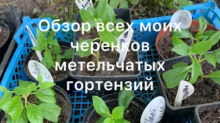 ОБЗОР ВСЕХ ЧЕРЕНКОВ МЕТЕЛЬЧАТЫХ ГОРТЕНЗИЙ