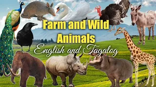 52 FARM & WILD ANIMALS with English and Tagalog NAMES | Leigh Dictionary 🇵🇭