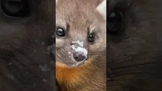 Interesting facts about the pine martens. 🦛