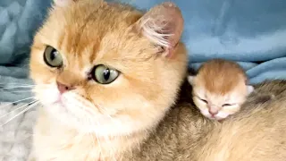 Massage for mom cat while she feeds her only newborn kitten