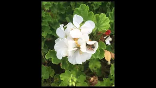 Pollen Paradise: A Bee's Buzzing Symphony Through a Geranium's Fragrant World