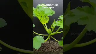 Zucchini - Time Lapse #plants #amazingtube