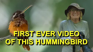 This HUMMINGBIRD Has Never Before Been Filmed