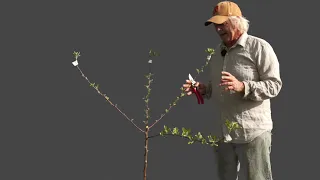 Pruning A Young Apple Tree To An Open Center Form - PART 1 of 2