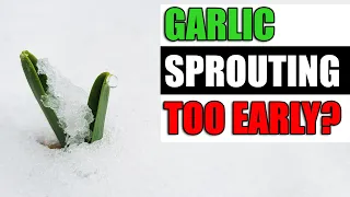 Garlic Sprouting Too Early - Garden Quickie Episode 123