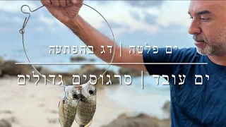 דייג - בורי בים פלטה ושקוף | סרגוסים גדולים בים עובד ומלוכלך 2023.