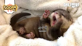 Heart Aches 'Cause Of This Super Cute Baby Otter Video