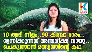 ആമസോണ്‍ നദിയിലെ ചെകുത്താന്‍ മത്സ്യം arapaima fish