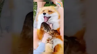 Kind people and cute foxes! #shortvideo#Fox #Animal#shorts#Rescue