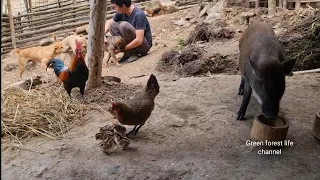 Wild chickens were born, Survival Instinct, Wilderness Alone (ep110)