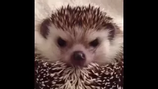 How to make an angry hedgehog happy. comment his name please.(my cashapp $Mode786 help feed my pets
