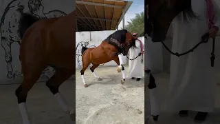 Arabian stallion Salman, grandson of Marwan Al Shaqab. ماشاءالله #arabian_horses #equestrian
