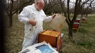 Spojování včelstev
